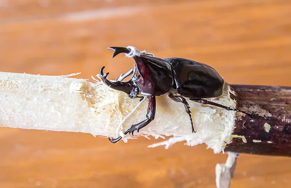 Cervo o scarabeo rinoceronte su legno — Foto Stock