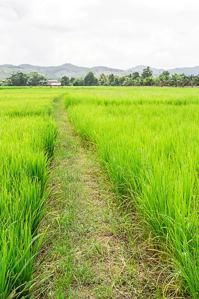 Rice Paddy Fields — Stock Photo, Image