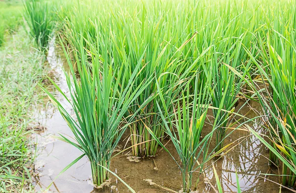Yeşil çeltik pirinç — Stok fotoğraf