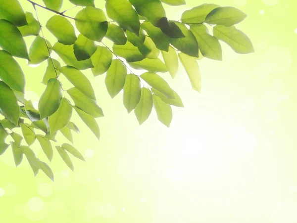 Свежие листья на зеленом фоне — стоковое фото