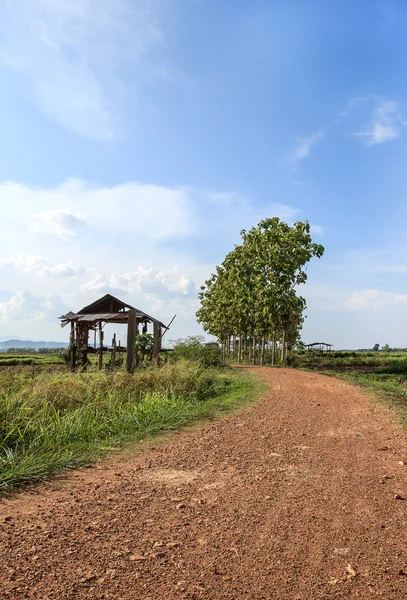 Tarım alanında yerel yol — Stok fotoğraf