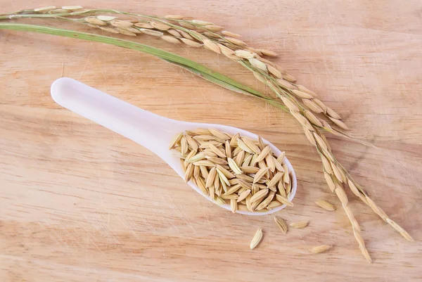 水稻种子中白勺木背景 — 图库照片