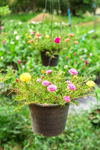 Pusley flowers in hanging pot. — Stock Photo, Image