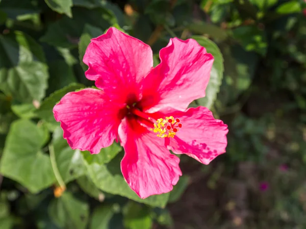 Fiore di ibisco o rosa cinese, fiore di scarpa. Concentrazione superficiale — Foto Stock