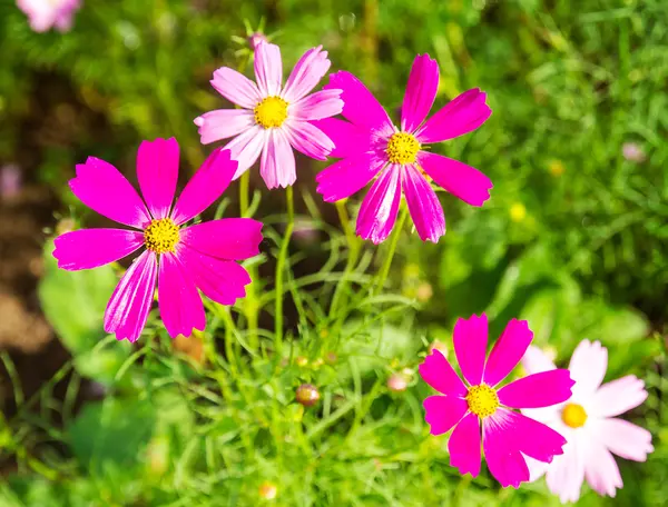 Kosmos Blume auf dem Feld — Stockfoto