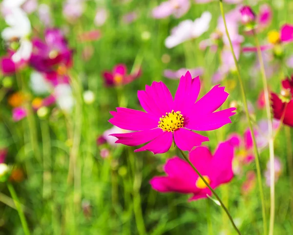 Stäng upp kosmos blommor i fältet — Stockfoto