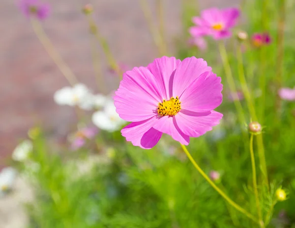 Kosmos bloem in het veld — Stockfoto