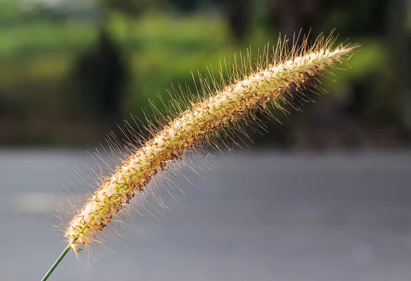 Imagen de cerca de flores de hierba silvestre al lado de la carretera —  Fotos de Stock