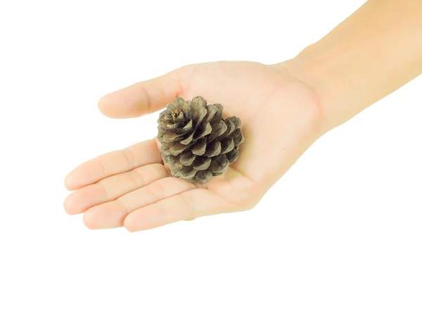 Pinecone em mãos masculinas isolado em um fundo branco — Fotografia de Stock