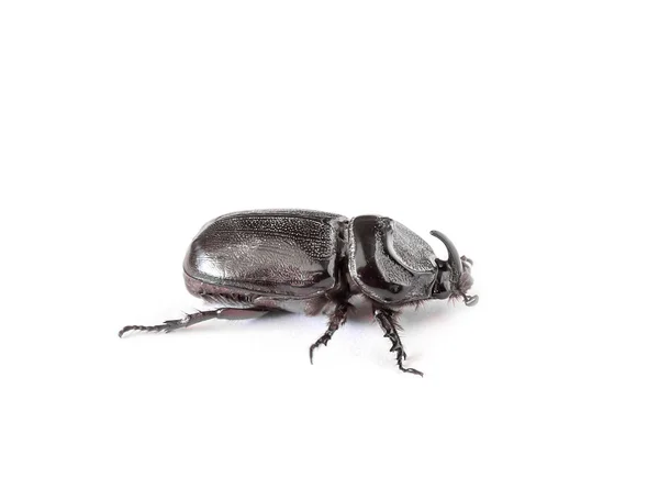 Rhinoceros beetle isolerad på vit bakgrund — Stockfoto