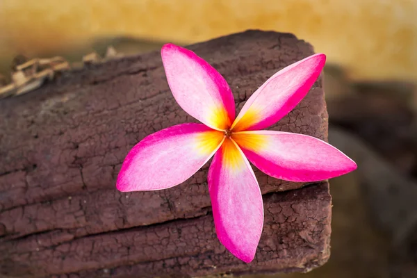 Frangipani tropische bloemen op hout achtergrond — Stockfoto