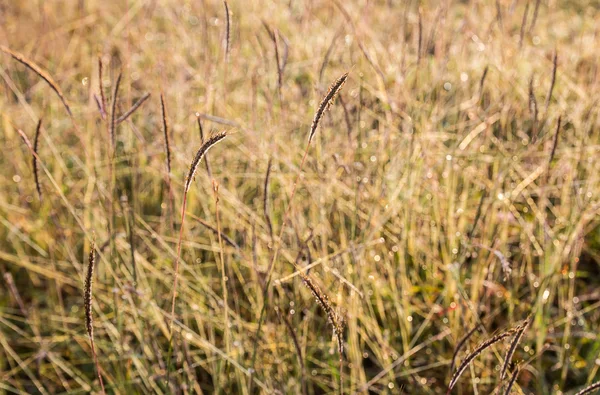 Świeża trawa tło rozmazane jak rano sunlight — Zdjęcie stockowe