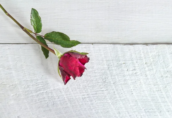Trandafir roșu proaspăt pe un fundal din lemn . — Fotografie, imagine de stoc