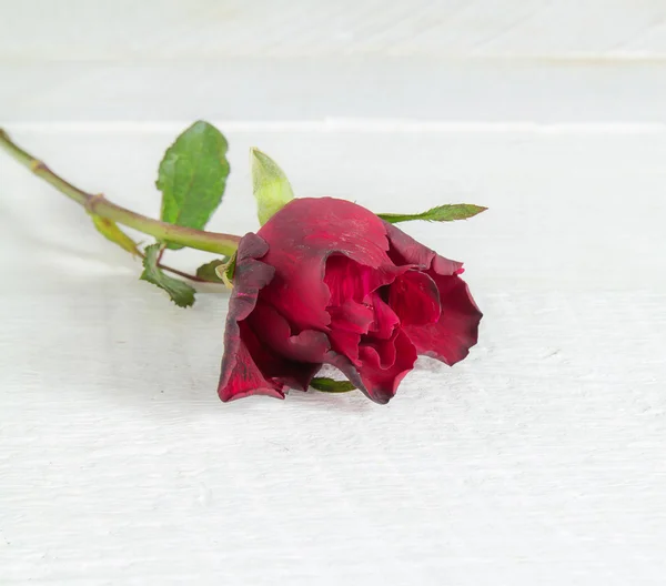 Rose rouge fraîche sur fond bois. — Photo