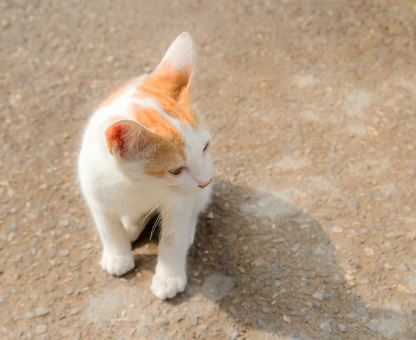 Nära håll ung katt på golvet — Stockfoto