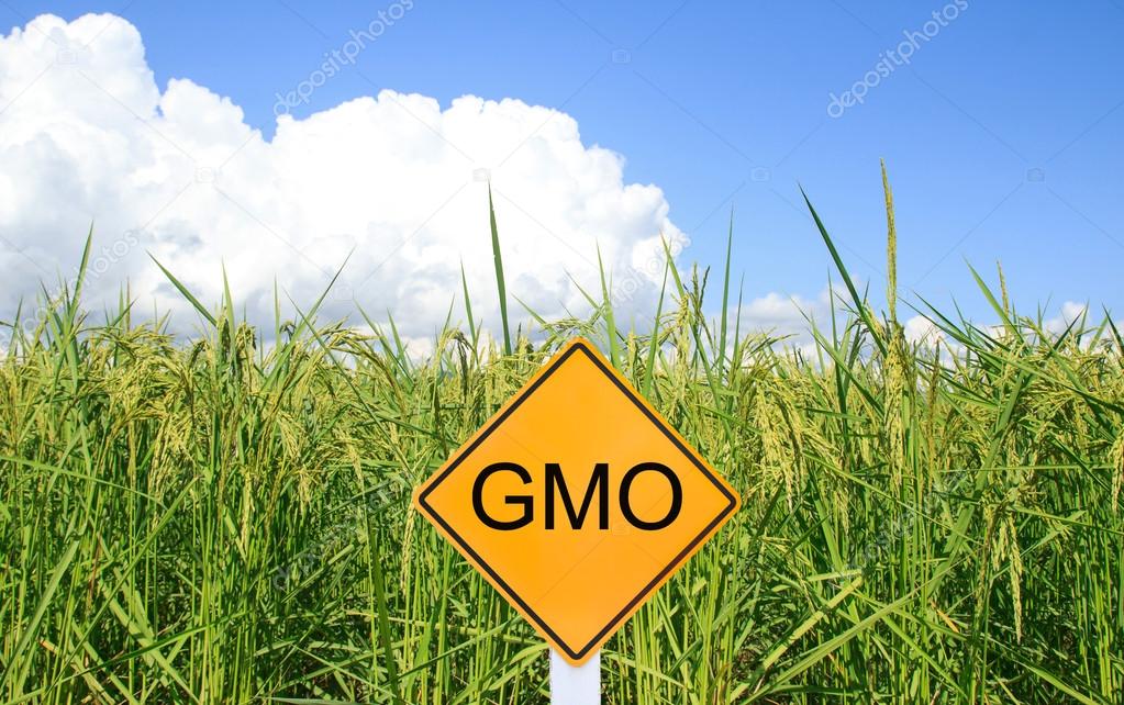 GMO yellow sign with the green paddy rice background