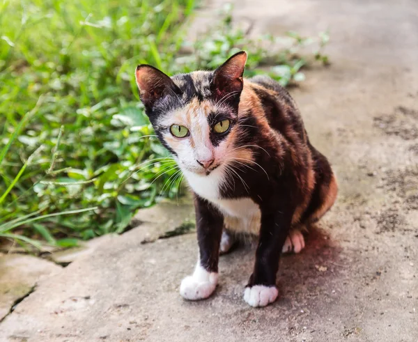 Nära håll ung katt på golvet — Stockfoto