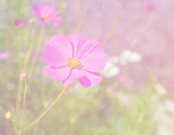 Kosmos blomma och färgglada bokeh bakgrund — Stockfoto