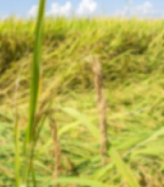 Close up van groene paddy rice.blur achtergrond — Stockfoto