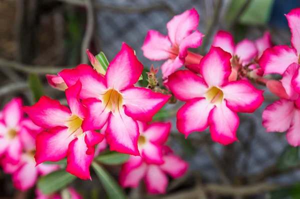 Close up Adenium obesum flower — Stock Photo, Image