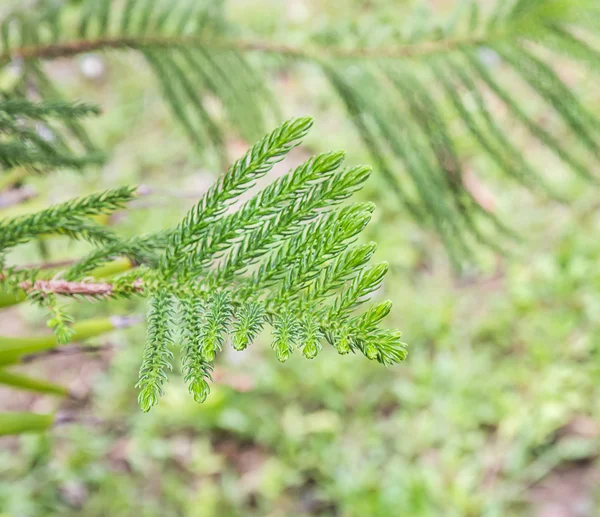 Green prickly branches of a fur-tree or pine — Stock Photo, Image