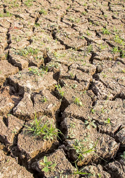 Cracked soil during drought. — Stock Photo, Image