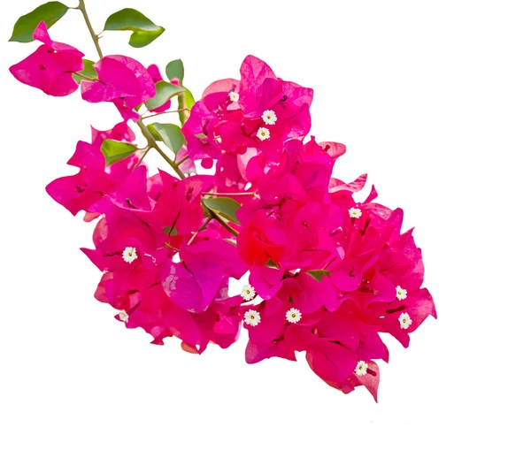 Bougainvillea flower isolated on white background — Stock Photo, Image