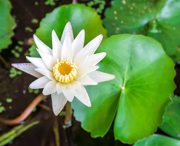 Close up white lotus flower — Stock Photo, Image
