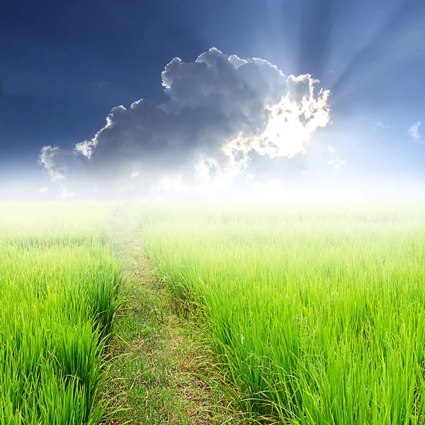 Riso verde in campo e luce del sole blu cielo — Foto Stock