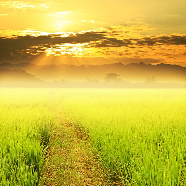 Riso verde in campo e cielo tramonto — Foto Stock