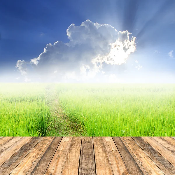 Pavimento in legno con risone verde in campo e backgro cielo blu — Foto Stock
