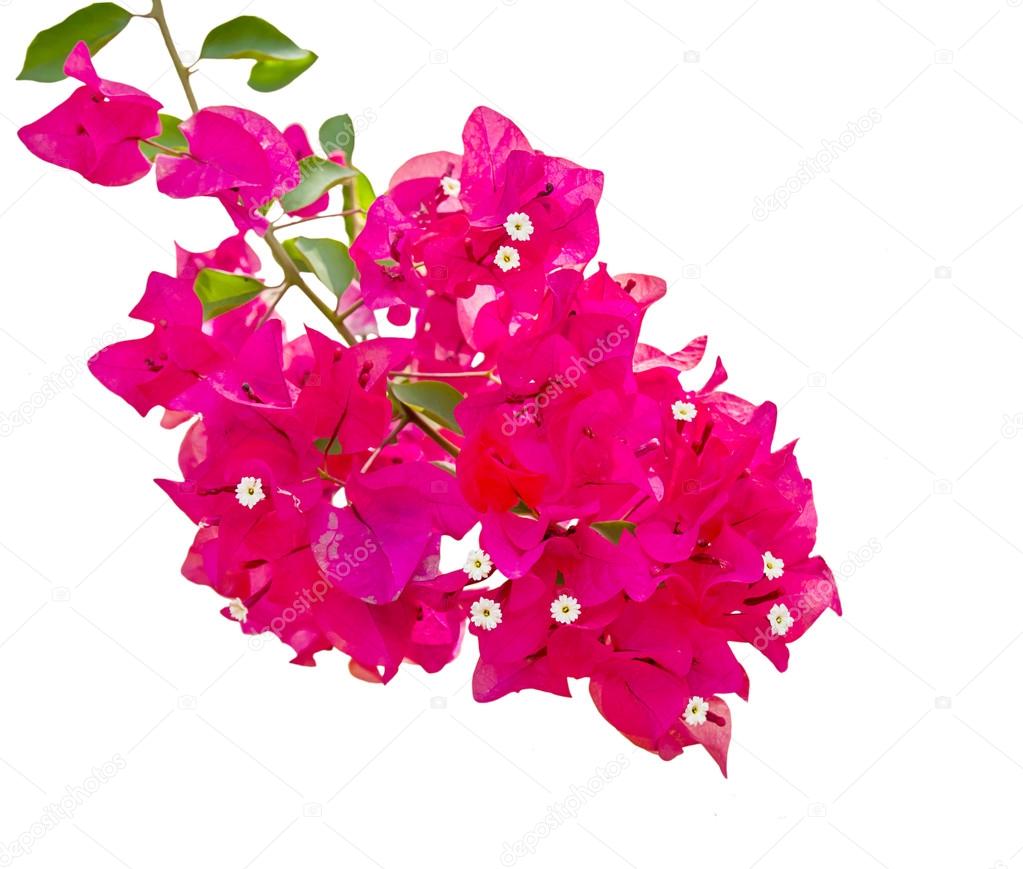  Bougainvillea flower isolated on white background