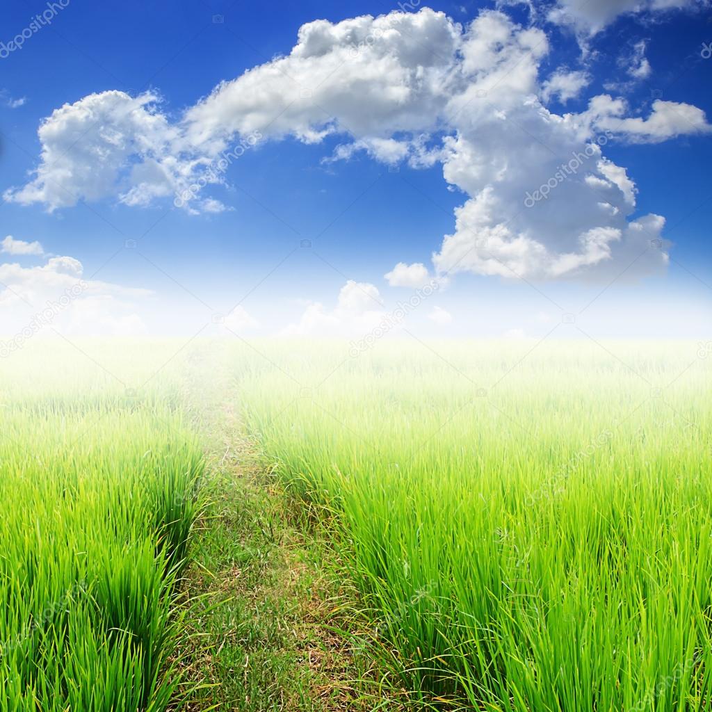 Green paddy rice in field and blue sky with white cloud