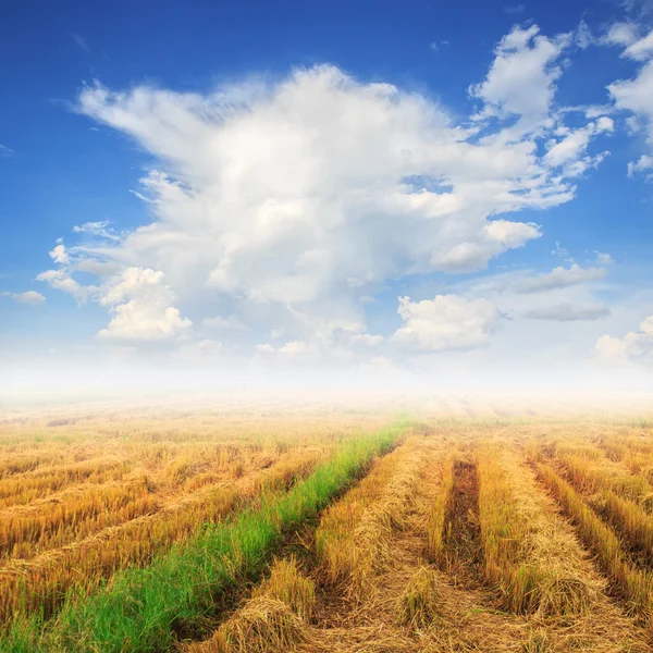 Campo de maíz y niebla sobre fondo azul del cielo —  Fotos de Stock