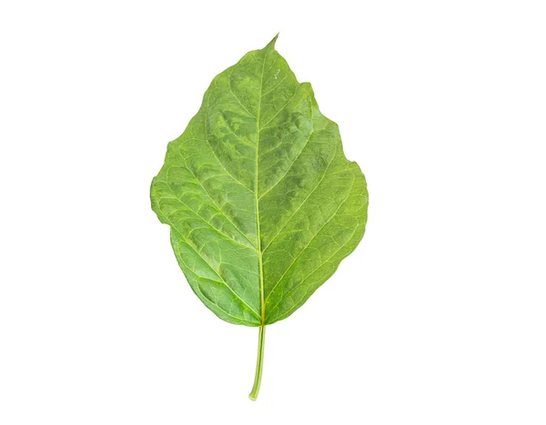 Hoja verde fresca sobre fondo blanco — Foto de Stock