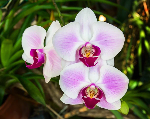 Closeup of pink orchid phalaenopsis. — Stock Photo, Image