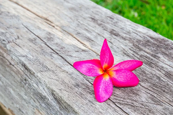 Roze plumeria bloemen op een houten achtergrond — Stockfoto