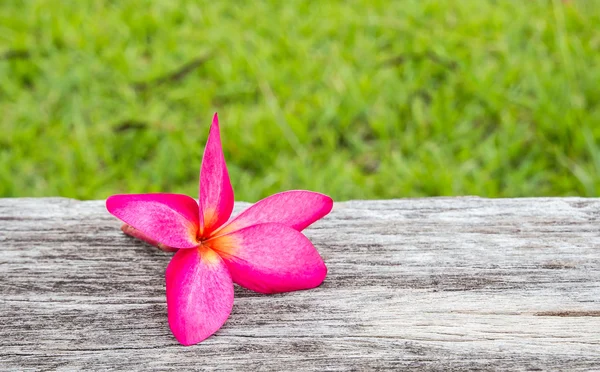 Fiori di Plumeria rosa su uno sfondo di legno — Foto Stock