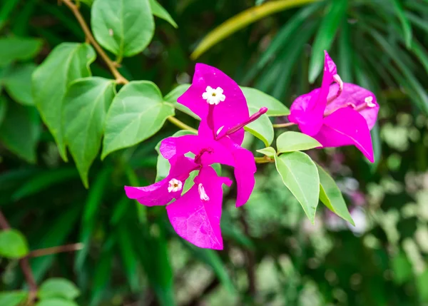 Bougainvillea flower in the garden — Stock Photo, Image