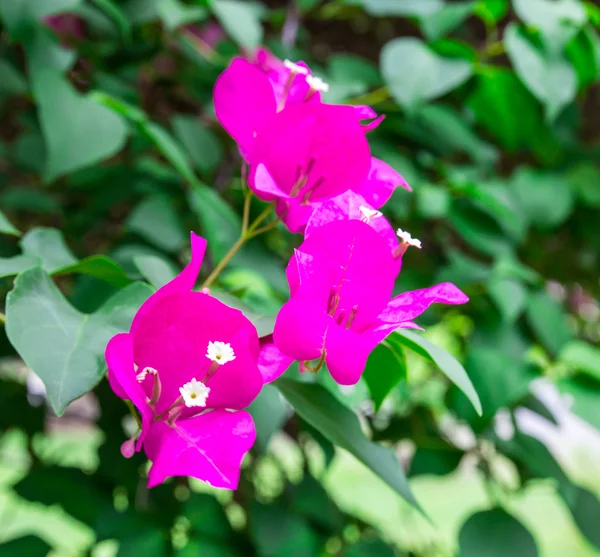 Bougainvillea flower in the garden — Stock Photo, Image