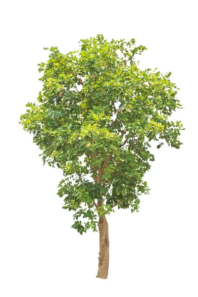 Groene boom geïsoleerd op witte achtergrond — Stockfoto