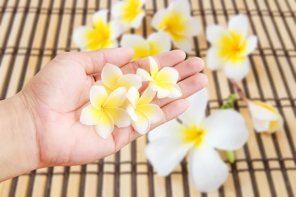 El ile bulanık tropikal P tutan tropikal Plumeria çiçek — Stok fotoğraf