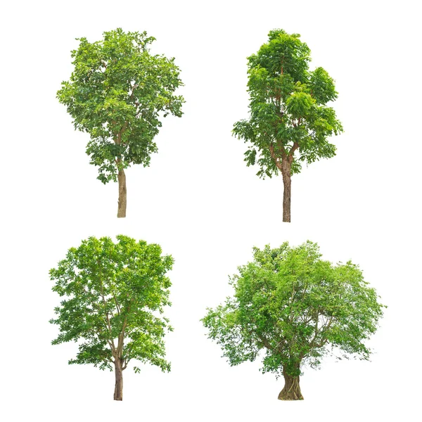 Raccolta alberi verdi isolati — Foto Stock