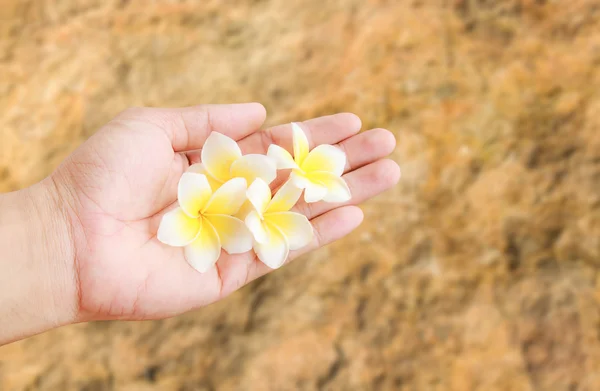 Friss trópusi plumeria virág a kezében tartja a homályos vissza — Stock Fotó