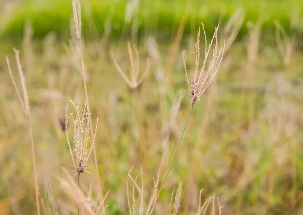 Verse gras onscherpe achtergrond als ochtendzon — Stockfoto