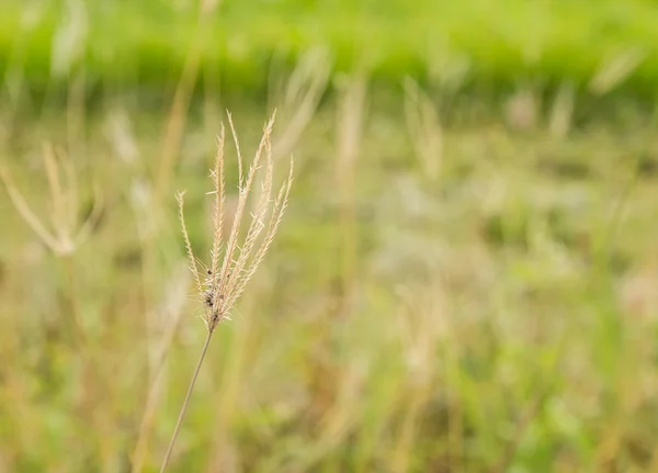 Verse gras onscherpe achtergrond als ochtendzon — Stockfoto