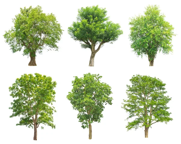 Trees Collection isolated on white background — Stock Photo, Image