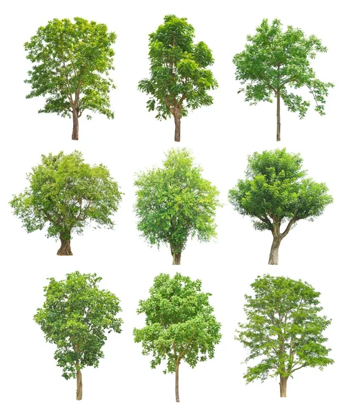 Trees Collection isolated on white background — Stock Photo, Image