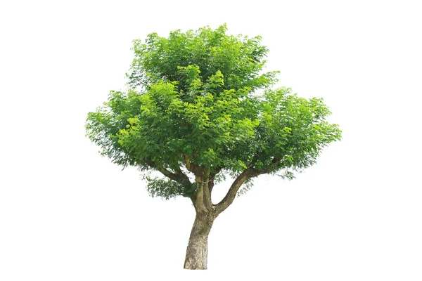 Tree isolated on a white background — Stock Photo, Image