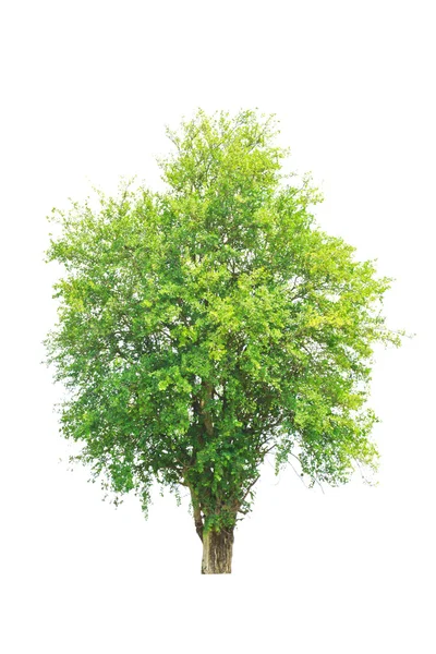 Tree isolated on a white background — Stock Photo, Image